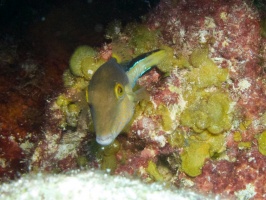 Sharpnose Puffer IMG 7405